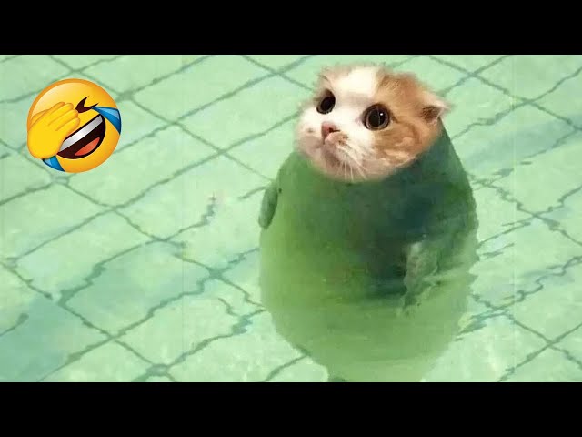Best Funny Animals 2023 😄 Funniest Dogs and Cats 😹🐶 Part 13