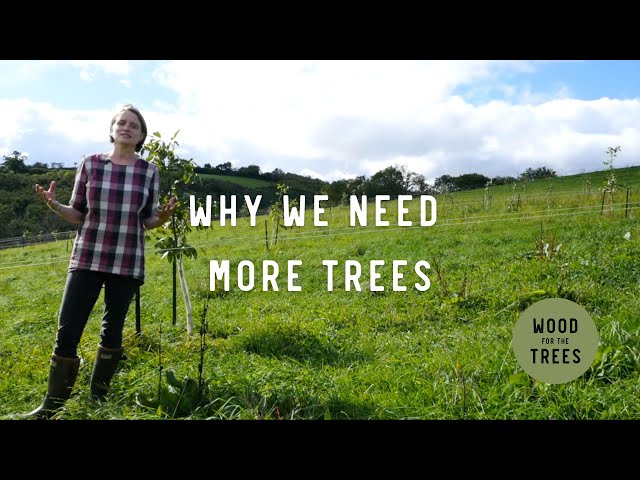 From food production to flood prevention - Why planting trees will help save us from ourselves.