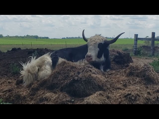 Yaks! A Quick Informational Video on Yaks.