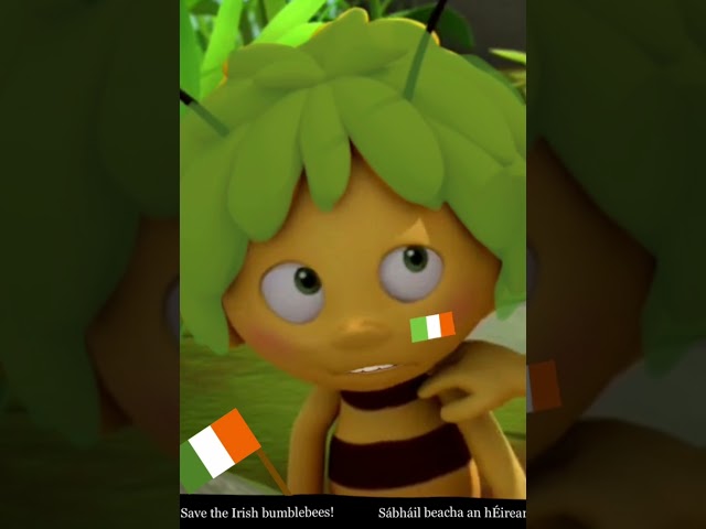 Cute Irish bumblebee
