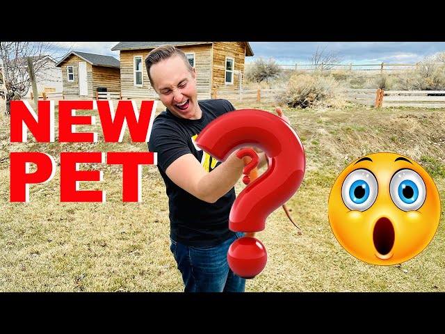 Surprise Reveal: You'll Never Guess What Snake I Brought Home!
