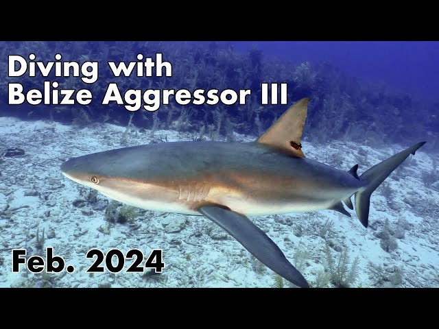 Diving with Belize Aggressor 3