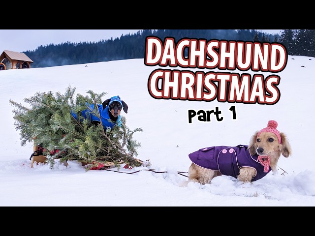 DACHSHUND CHRISTMAS - Funny Wiener Dogs Get Ready for The Holidays!