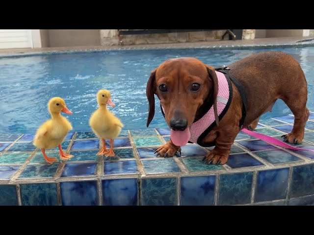 i took my duck and mini dachshund to the pool