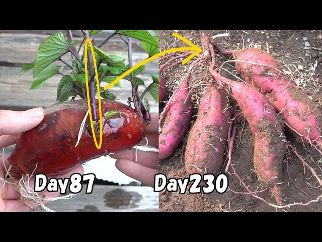 How to regrow sweet potato from store-bought sweet potato