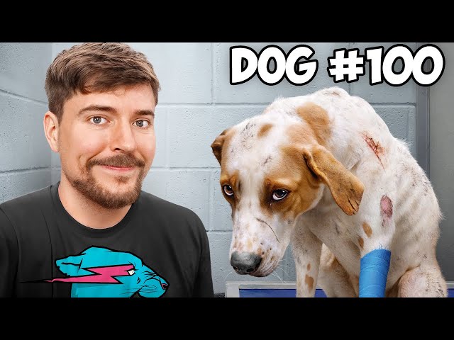 I Saved 100 Dogs From Dying