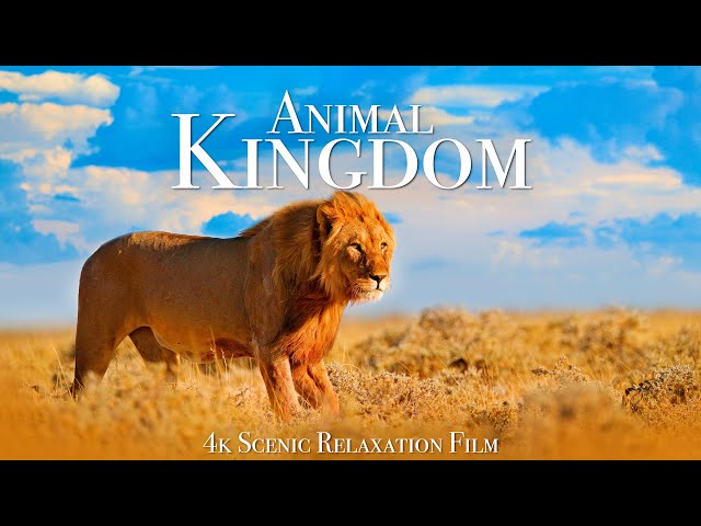 Animal Kingdom 4K - Scenic Wildlife Film With Calming Music