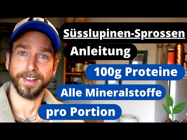 Süsslupinen-Sprossen - pro Portion 100g Proteine und alle Mineralstoffe - Anleitung