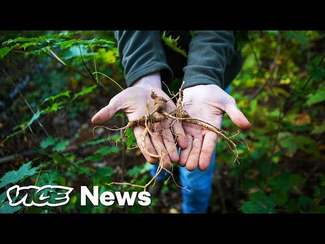 The Hunt For Wild Ginseng In Appalachia's Semilegal And Highly Lucrative Market