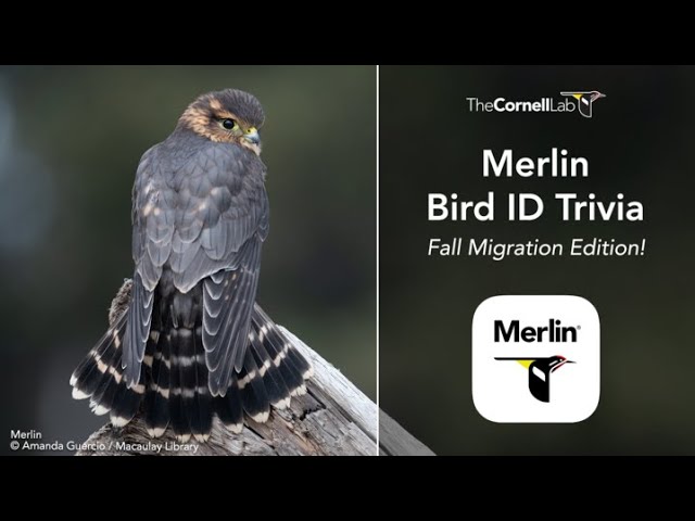 Merlin Bird ID Trivia