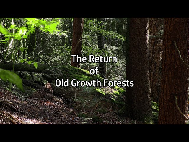 The Return of Old Growth Forests