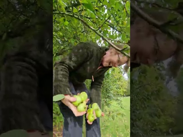 Harvesting apples on a day off