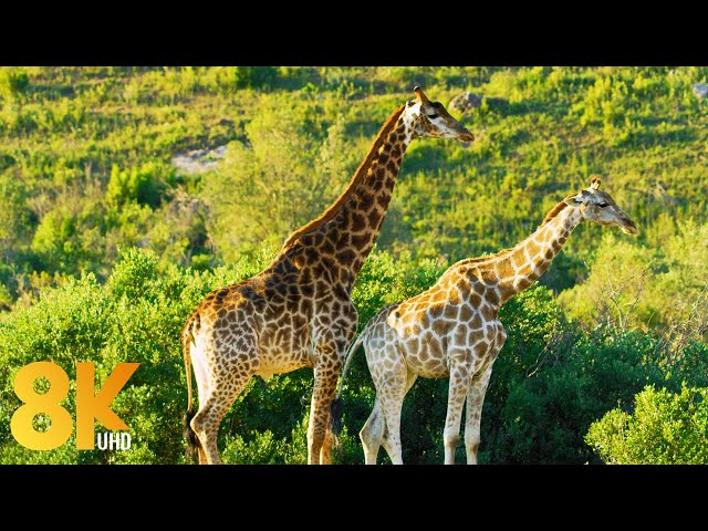 8K Wildlife of Gondwana Game Reserve, Africa - 7 HOURS of Amazing Wild Animals (NO MUSIC)
