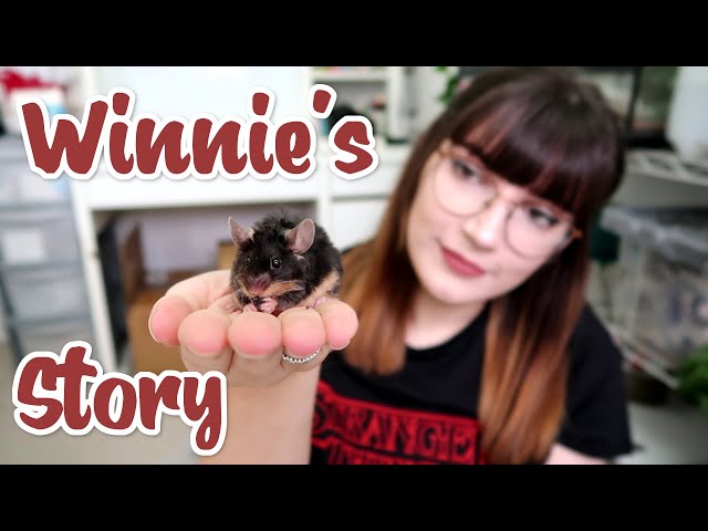 I adopted a 2 year old mouse with a tumour | Vlog