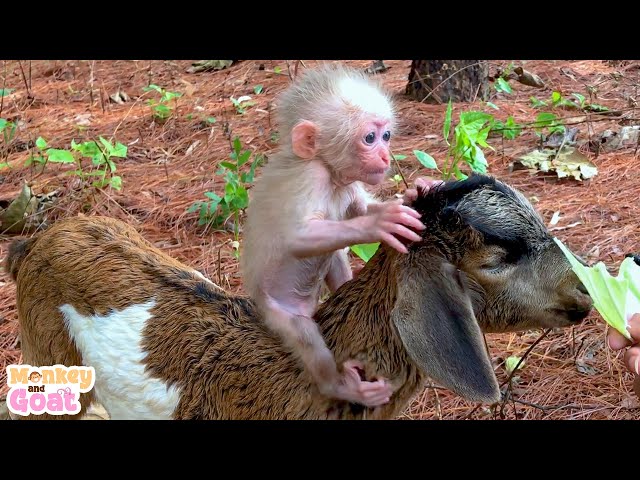 Baby mokey BiBi and goat BeBe are best friends