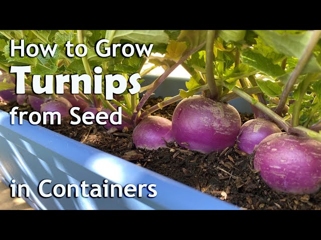 How to Grow Turnips from Seed in Containers: Planters and Grow Bags
