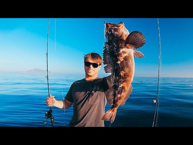 Delicious Lingcod and Rockfish Catch Clean Cook!