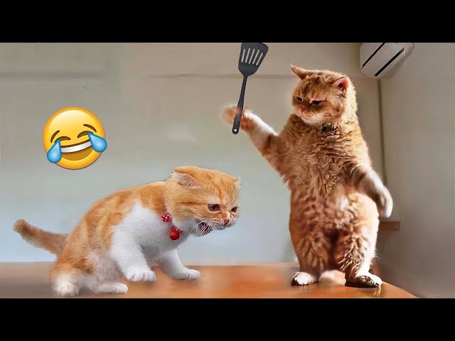Try Not To Laugh 😂 Funniest Cats and Dogs 2024 😹🐶 Part 2