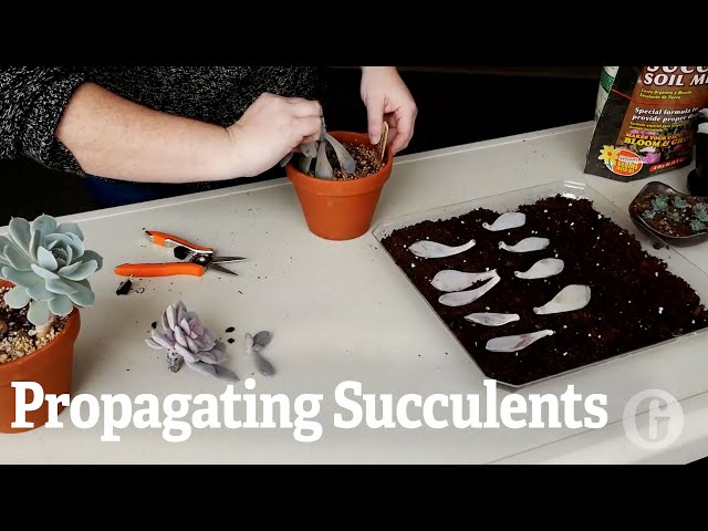 How to Propagate Succulents | Gardener's Supply