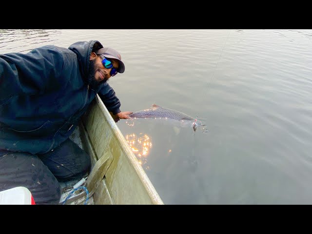 Epic king salmon fishing on the river!