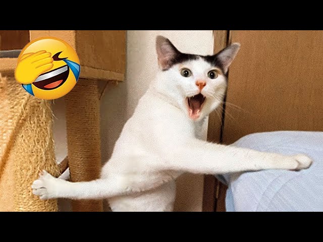 New Funny Animals 😂 Funniest Cats and Dogs Videos 😹🐶 Part 11
