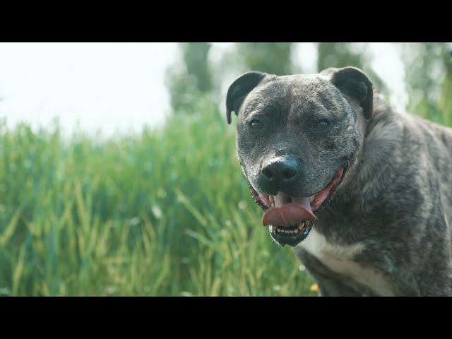Stafford x Bully | My Next Dog