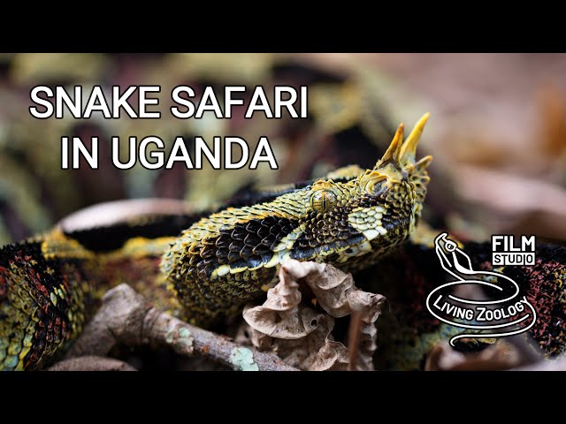 Snake Safari in Uganda (wildlife documentary by Living Zoology)