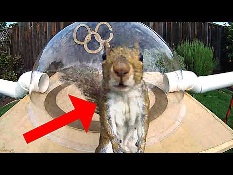 Backyard Squirrelympics 3.0- The Summer Games
