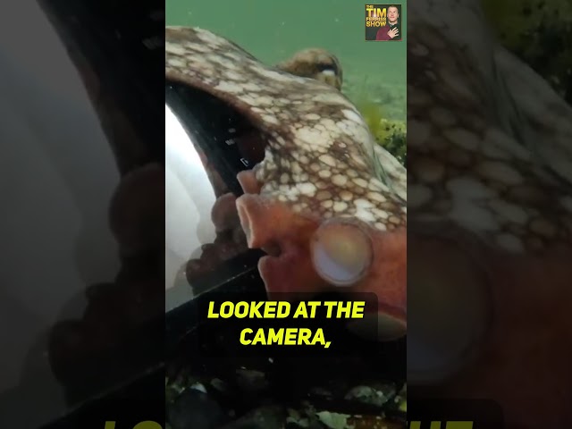 Octopus Steals a Camera