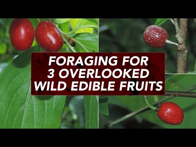 Foraging For 3 Overlooked Wild Edible Fruits