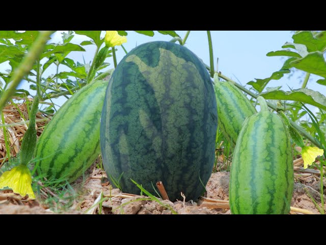 Watermelons - How to Grow Watermelons - Agriculture Technology