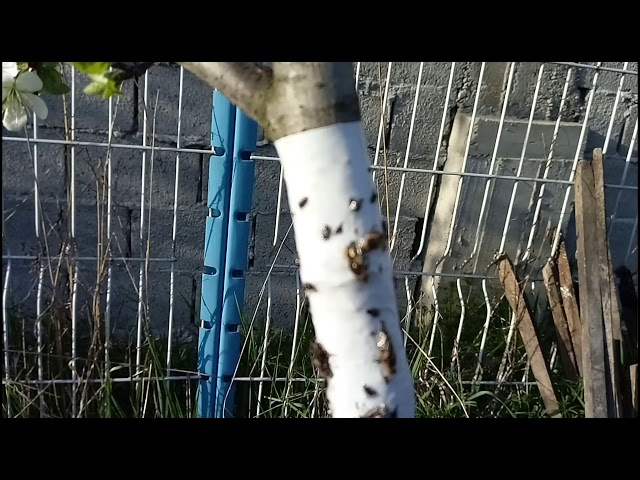 Am pus banda izolatoare si lipici pentru a impiedica furnicile sa urce in pomi.