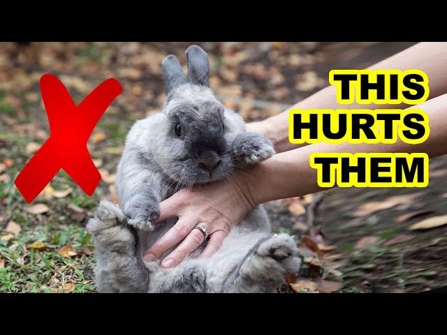 These Everyday Things HURT Your Rabbit's Feelings!
