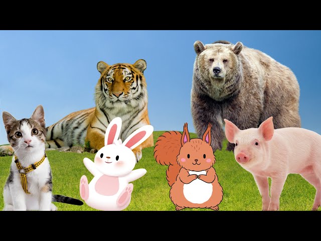 Exicted animal activities: dog, cat, pig, rabbit, bear,...