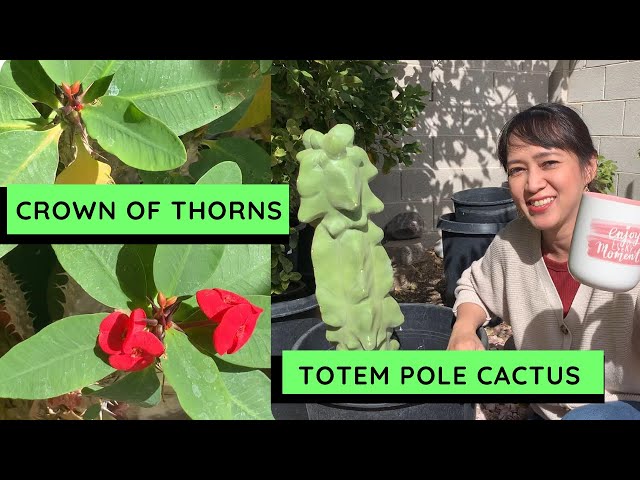Euphorbia Milii, Totem Pole Cactus and my Mom in law (Crown of Thorns) | Huge Lemon Tree