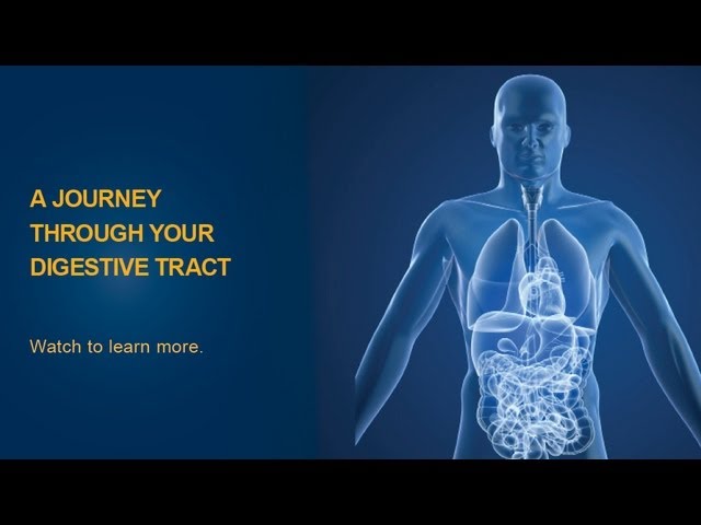 The Digestive Process - University of Michigan Health System