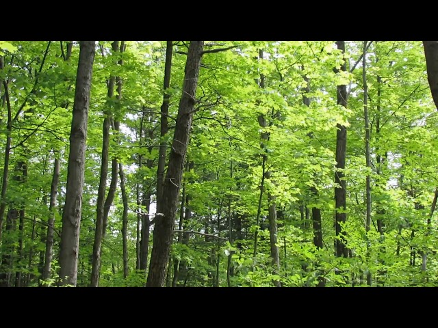[10 Hours] Trees in a Sunny Forest - Video & Birdsong Soundscape [1080HD] SlowTV