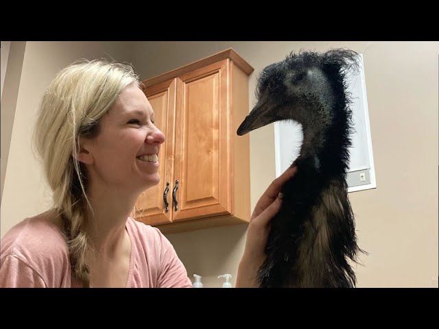 Escaped Pet Emu Dies After Deputies Lassoed Her