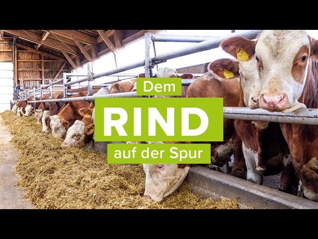 Der Weg des RINDES in Österreich - Teaser