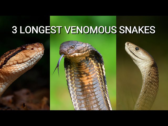 The 3 longest venomous snakes in the world, King cobra, Black mamba, South American bushmaster