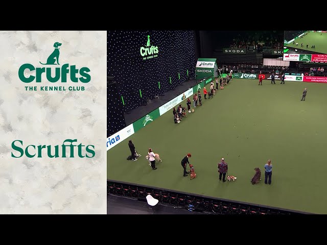 Scruffts Semi-Final | Crufts 2024