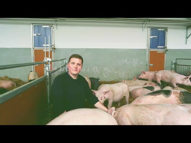 Hof Schoster - Unserer Schweine in der Offenstallhaltung