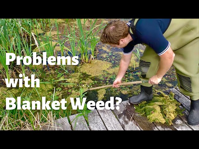 How to Maintain a Wildlife Pond - Blanket Weed and Bulrushes