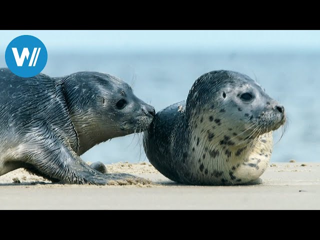 Notruf Nordseeküste - Die Robben-Retter (360° - GEO Reportage)