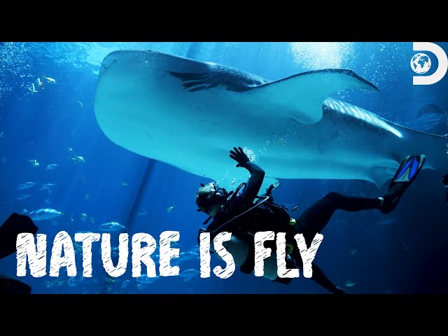 Luke Tipple and Aria Johnson Swim With Sharks?! | Nature Is Fly | Discovery