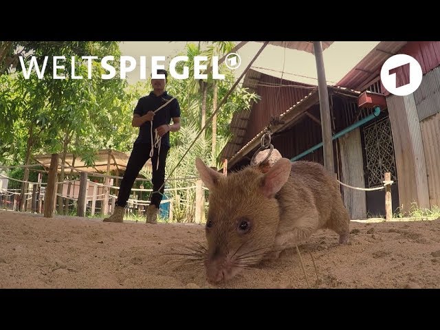 Ratten als Minensucher in Kambodscha | Weltspiegel