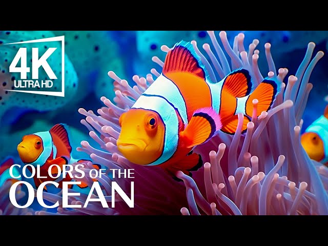 Aquarium 4K: Blissful Sleep with Stunning Coral Reef Fish - Relaxing Meditation Music