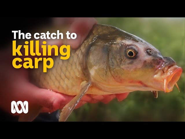 Battling to eliminate carp from Australian waterways 🐟 | Meet the Ferals Ep 9 | ABC Australia