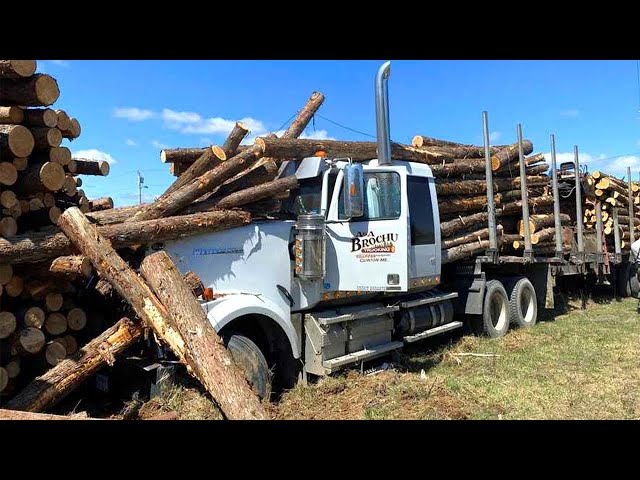 Extreme Dangerous Idiots Logging Wood Truck Operator | Heavy Equipment Biggest Dump Truck At Fails.