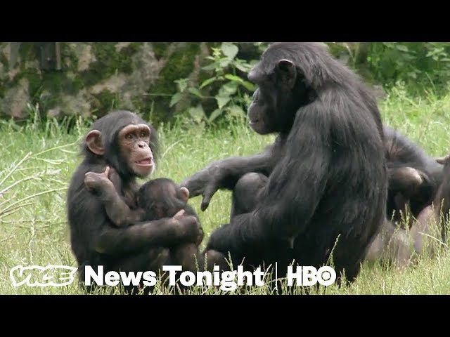 Lab Chimpanzees Are Retiring To This Chimp Haven (HBO)